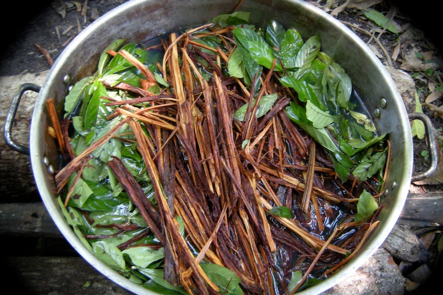 Ayahuasca vine and chacruna leaves brewing in a pot